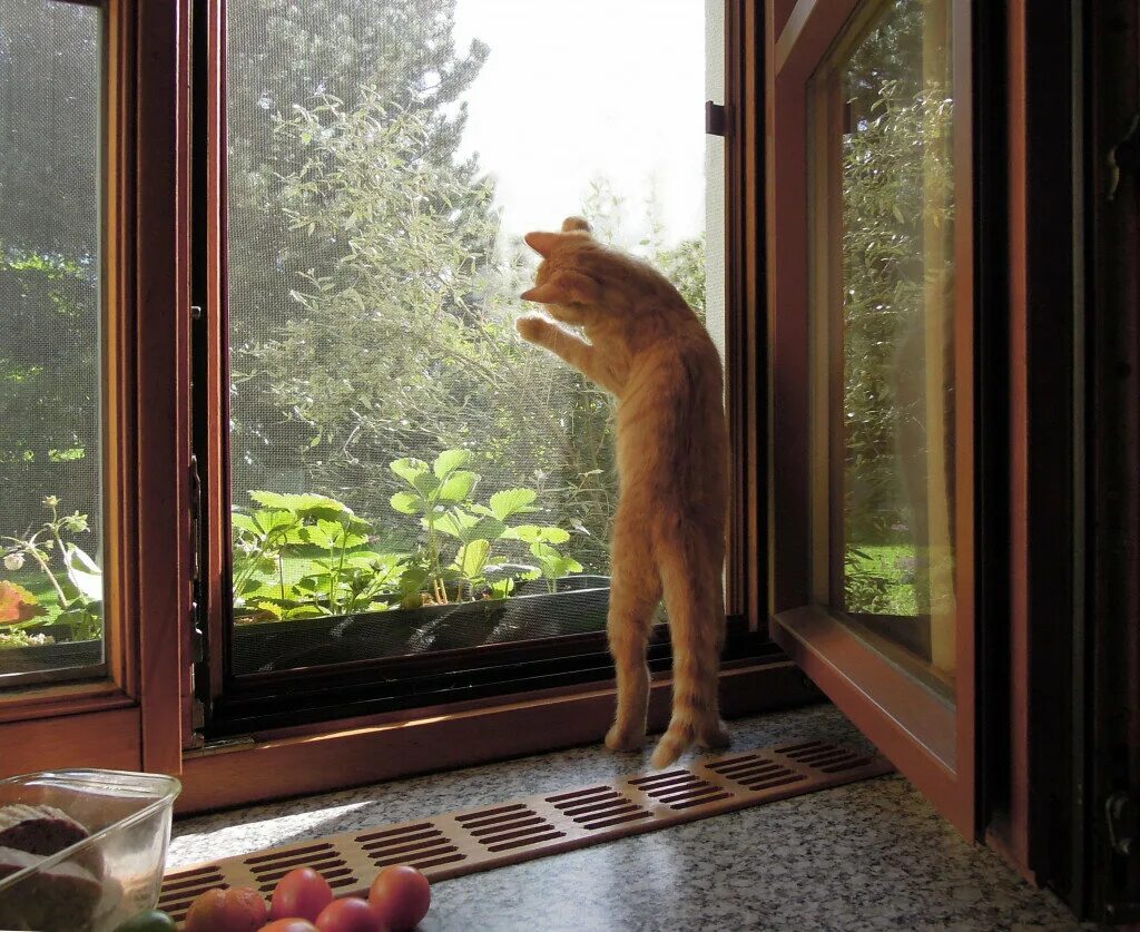 Пластиковые окна кошки. Москитные сетки антикошка. Москитная кошка антикошка. Что такое Москит антикошка. МС антикошка.