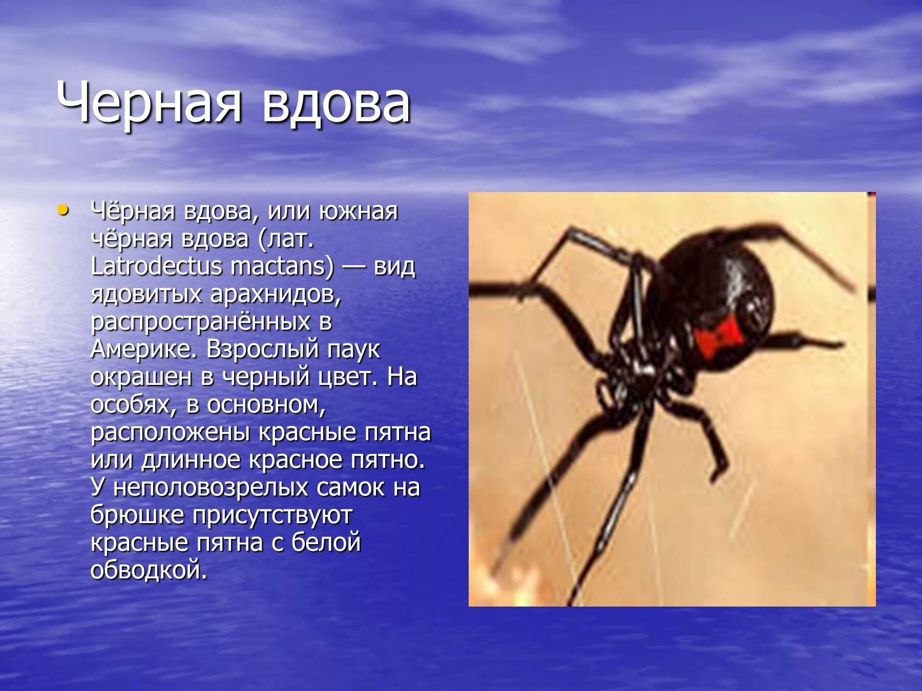 Сообщение о пауках. Сообщение о пауке черная вдова. краткое сообщение о пауке черная вдова. доклад о пауке черная вдова 3 класс. паук чёрная вдова презентация.