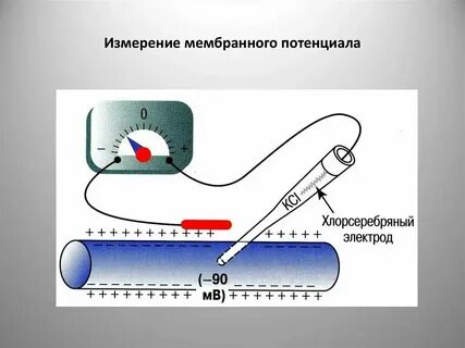 Заряд мембраны клетки в покое