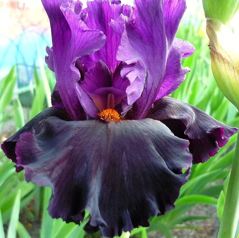 Ирис лаба. Ирис бородатый капучино. Ирис лаба. Ирис лаба. Ирис шампейн элеганс.