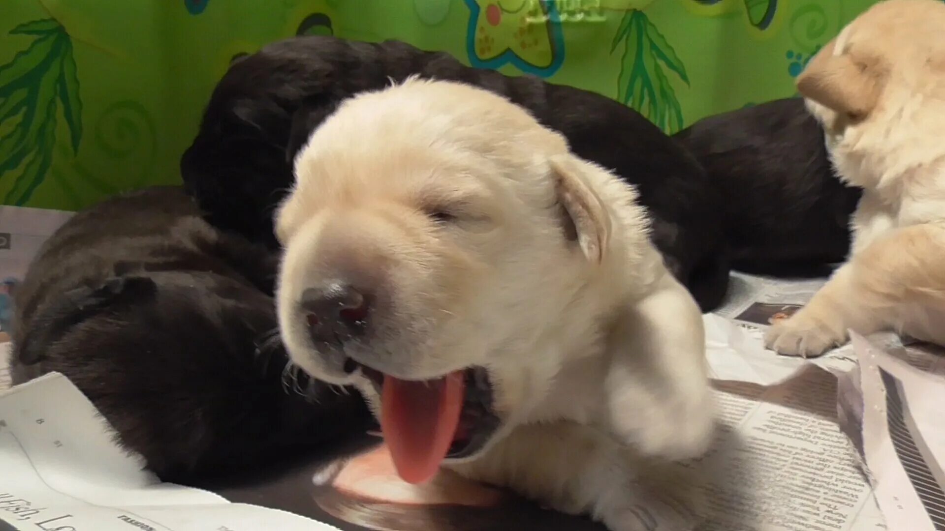 щенячья школа отзывы. щенячья школа. щенячья школа. собачий отряд щенячья школа овчарки. щенячья школа (2018).