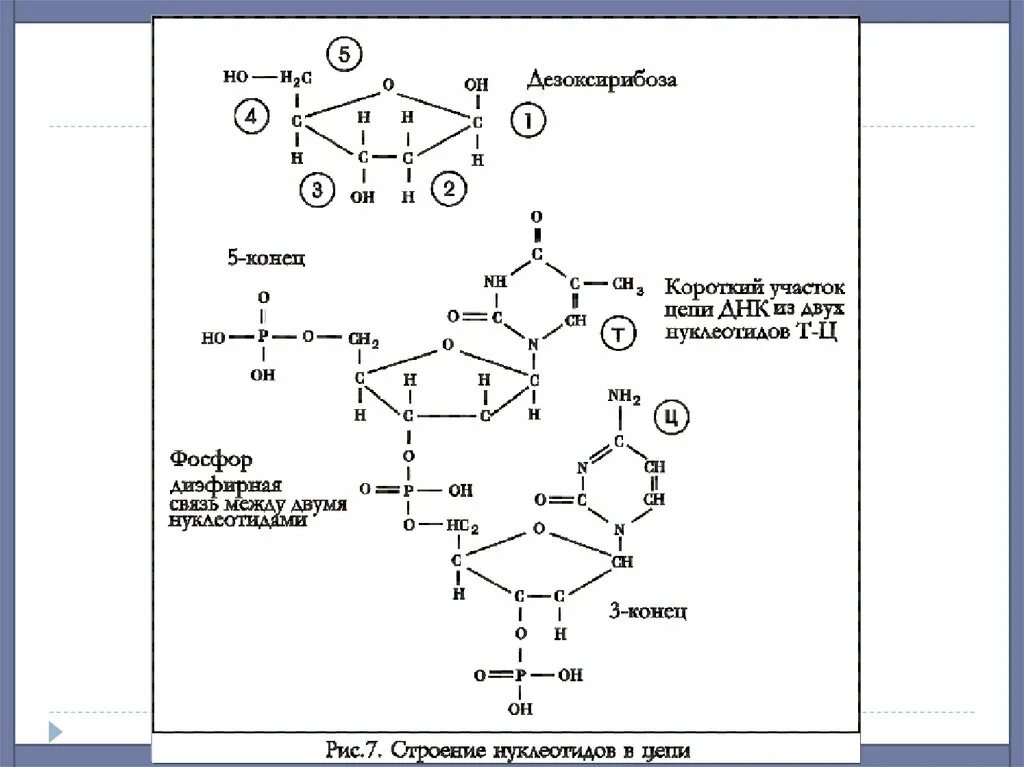 Днк штрих концы. Схема взаимодействия двух нуклеотидов ДНК. Строение ДНК 5 И 3 концы. Антипараллельность нуклеотидов. Связи между нуклеотидами в ДНК.