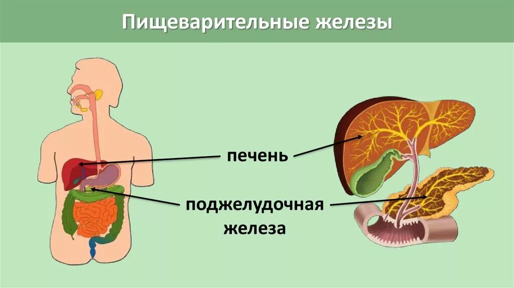 Система пищеварительной системы ЕГЭ. Пищеварительная система человека рисунок ЕГЭ. Печень пищеварительная система. Пищеварительная система человека поджелудочная железа.