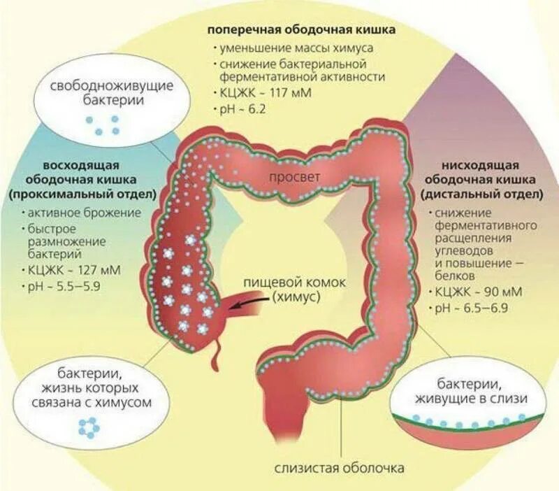Нарушение состава естественной микрофлоры кишечника который лечится. Бактериальная флора толстого кишечника. функции нормальной микрофлоры толстого кишечника. микрофлора отдел толстой кишки. микрофлора толстого кишечника.