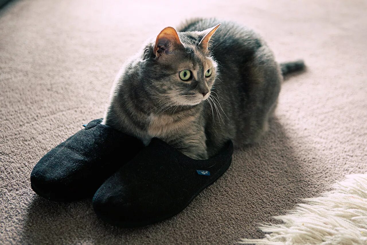 Кот на тапке. Прикольные тапочки. Котик в тапке. Котята в тапках. Кот на тапке.