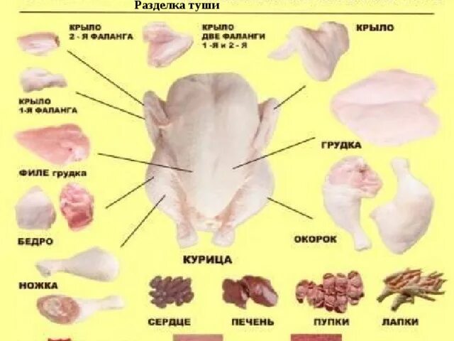 Какие части курицы лучше. Схема разделки куриной тушки. Разделка индейки схема. Курица разделка туши схема. Схема разделки тушу индейки.