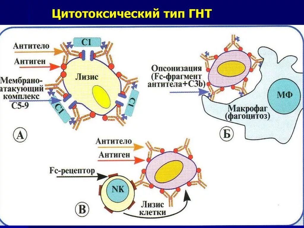 Цитотоксический иммунный ответ. Механизм цитотоксической аллергической реакции. Цитотоксический Тип аллергической реакции механизм. Цитотоксическая реакция гиперчувствительности. Реакции 2 типа цитотоксические.