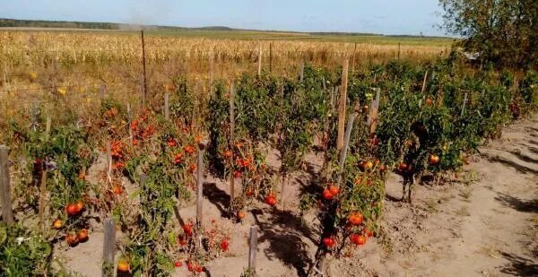 Сорт томата пасхальное яйцо. Томат сорт пасхальное. Томат пасхальное яйцо фото. Сорт помидор пасхальное яйцо фото. Томат пасхальное яйцо урожайность