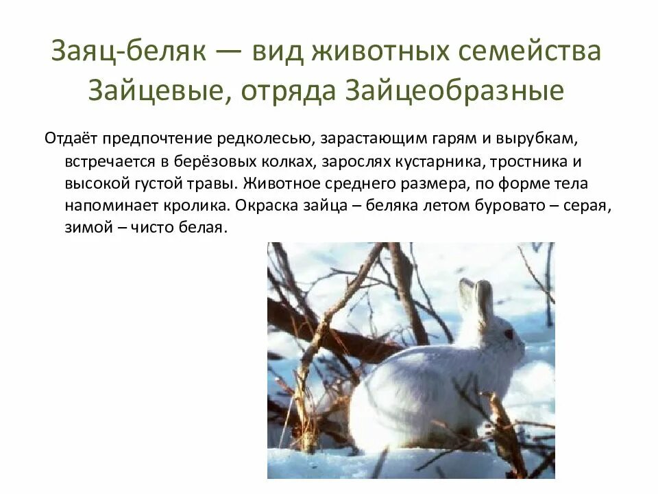Описание зайца. Чем питается заяц беляк. Тип питания зайца беляка. Тип питания зайца беляка. Рассказ беляк.