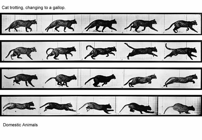 Походка кошки схема. Покадровая анимация кошки. Раскадровка движения кота. Ходьба кошки. Ходьба кошки.