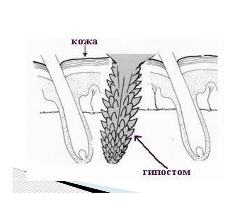 Хобот клеща. Строение головки клеща.