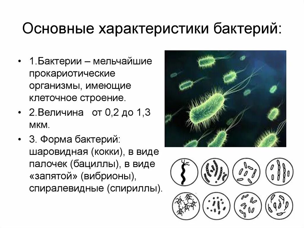 Определение свойств бактерий. Царство бактерии общая характеристика. Общая характеристика царства бактерий 5 класс. Краткая характеристика царства бактерий. Особенности строения бактерий микроорганизмов.