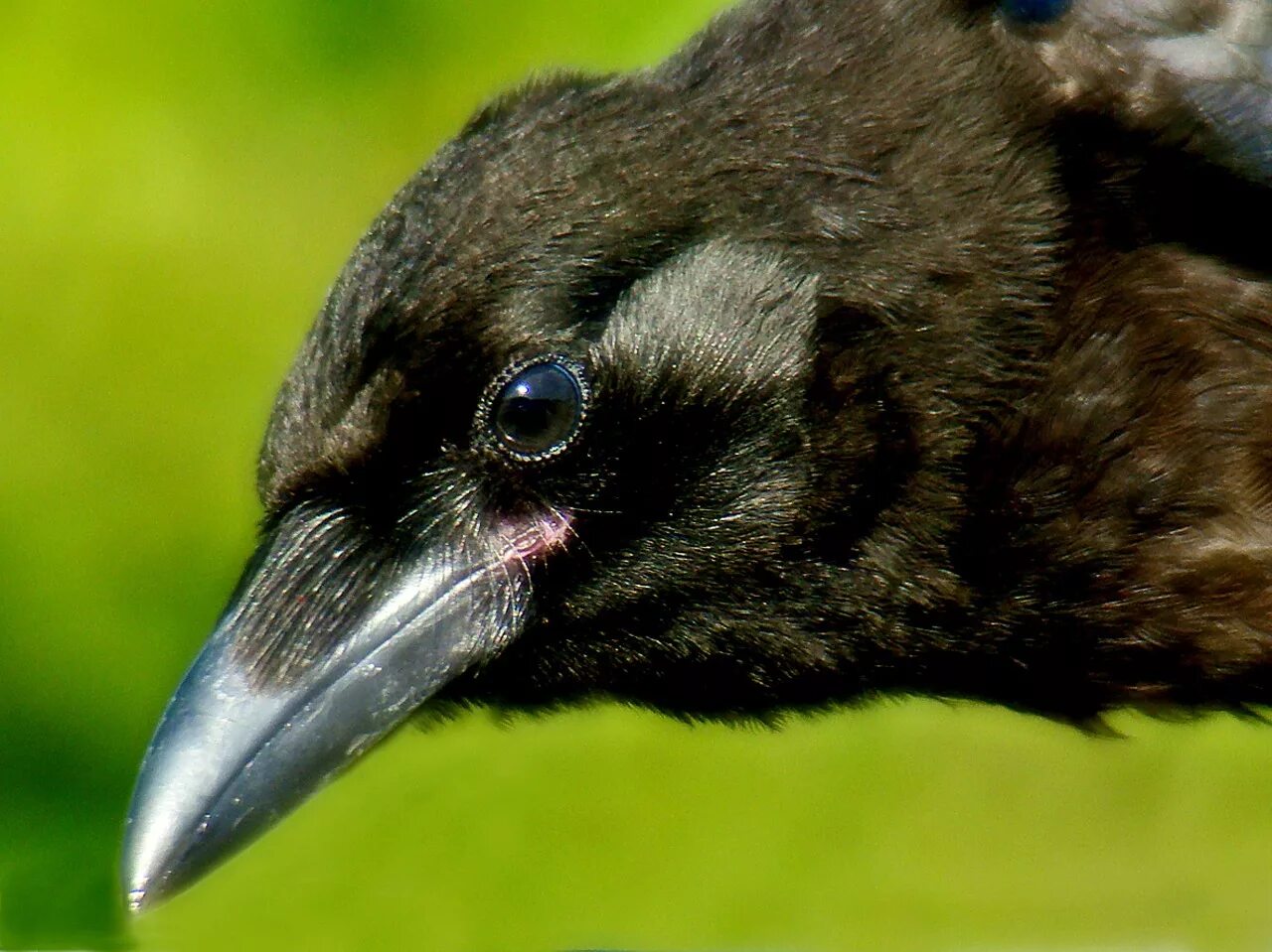 Ворон и ворона клюв. Клюв ворона. Ворон клюв. Вороний клюв. Глаз птицы.