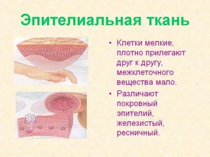 Эпителиальная наличие межклеточного вещества