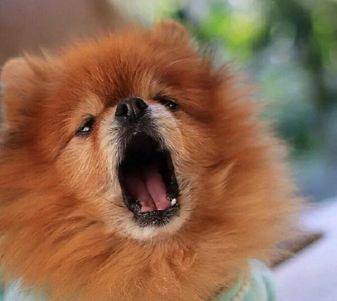 Рене шпиц. Померанский шпиц породы собак. Померанский шпиц. Лай собаки шпица. Лай собаки шпица.