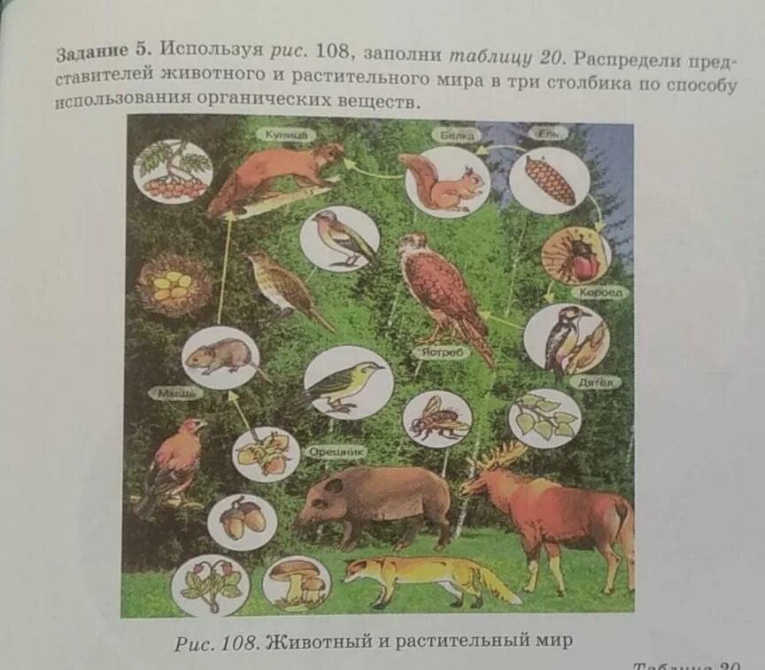Окружающий мир 3 класс заполнить таблицу животные. Заполни таблицу растительный мир и животный мир. биология 7 класс рисунок 108.
