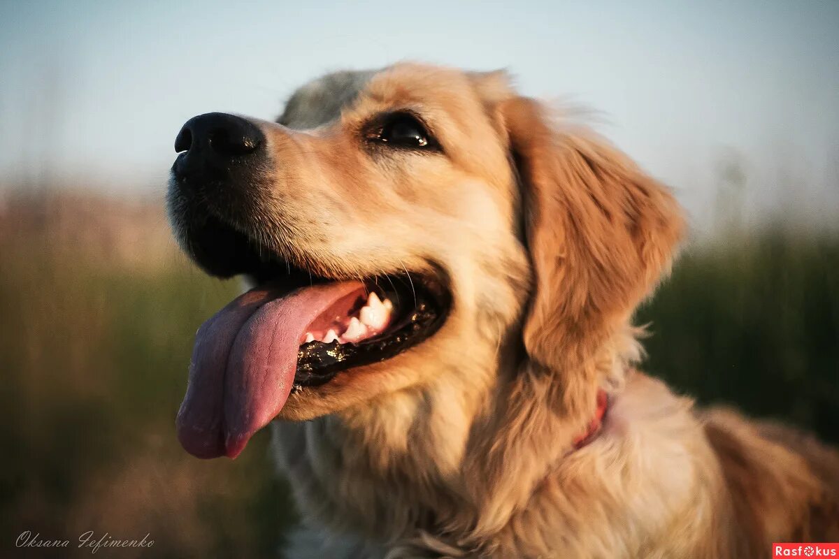 Собачья улыбка. Собака улыбается. Улыбчивый золотистый пес. Радостная собака.
