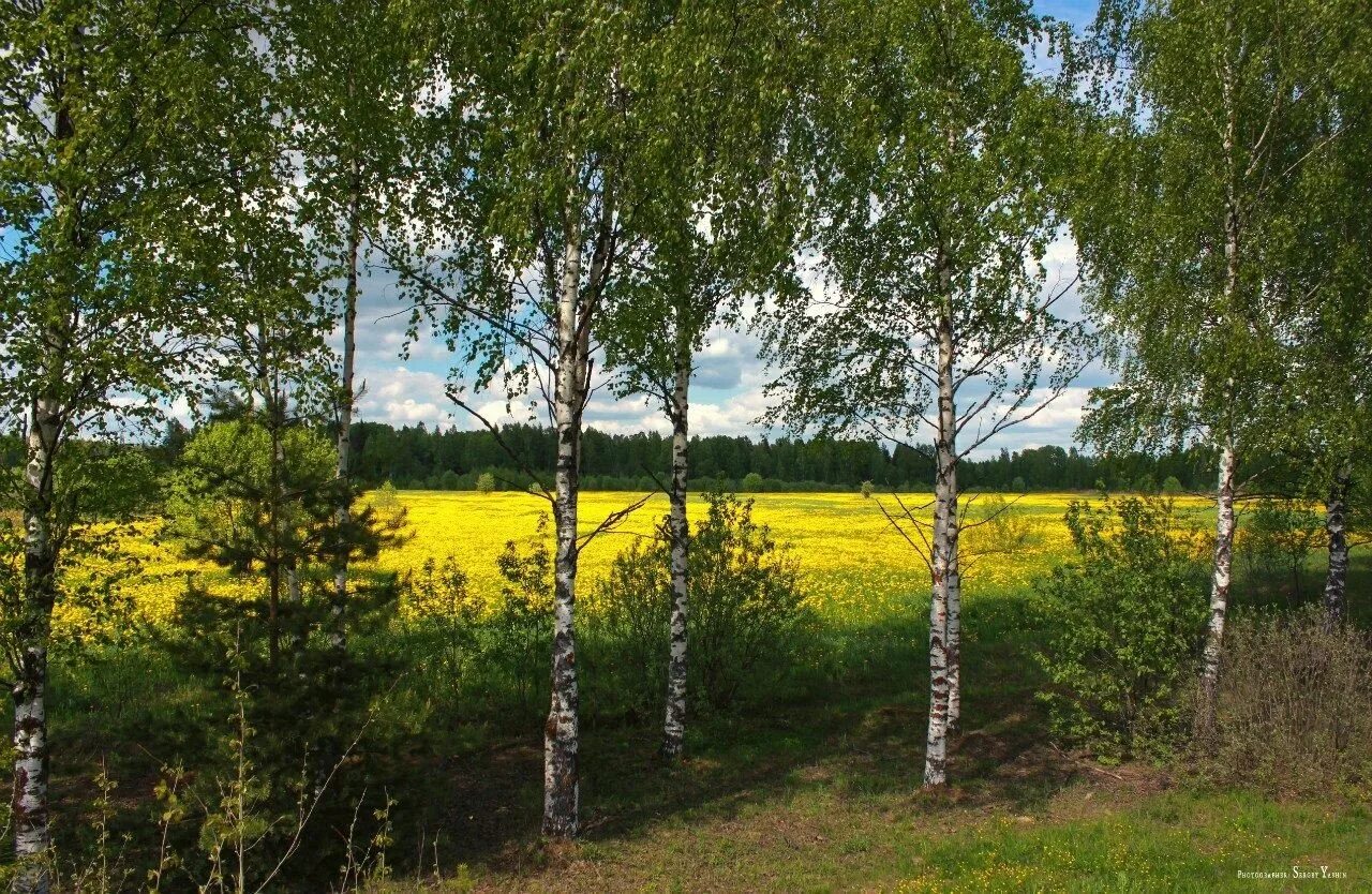 Российские просторы березы Есенин. Березовая роща Кострома. Костромская область Березка. Россия Раздолье березы. Практическая работа природа россии