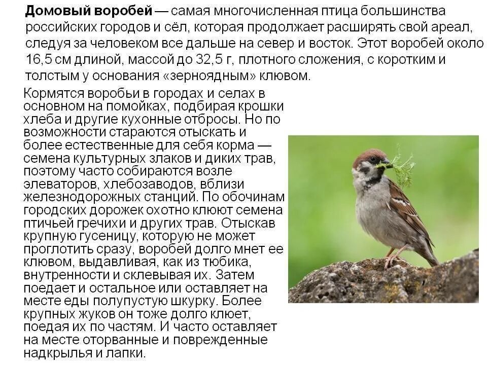 Воробьиные признаки