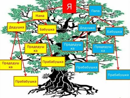 Сколько прадедов