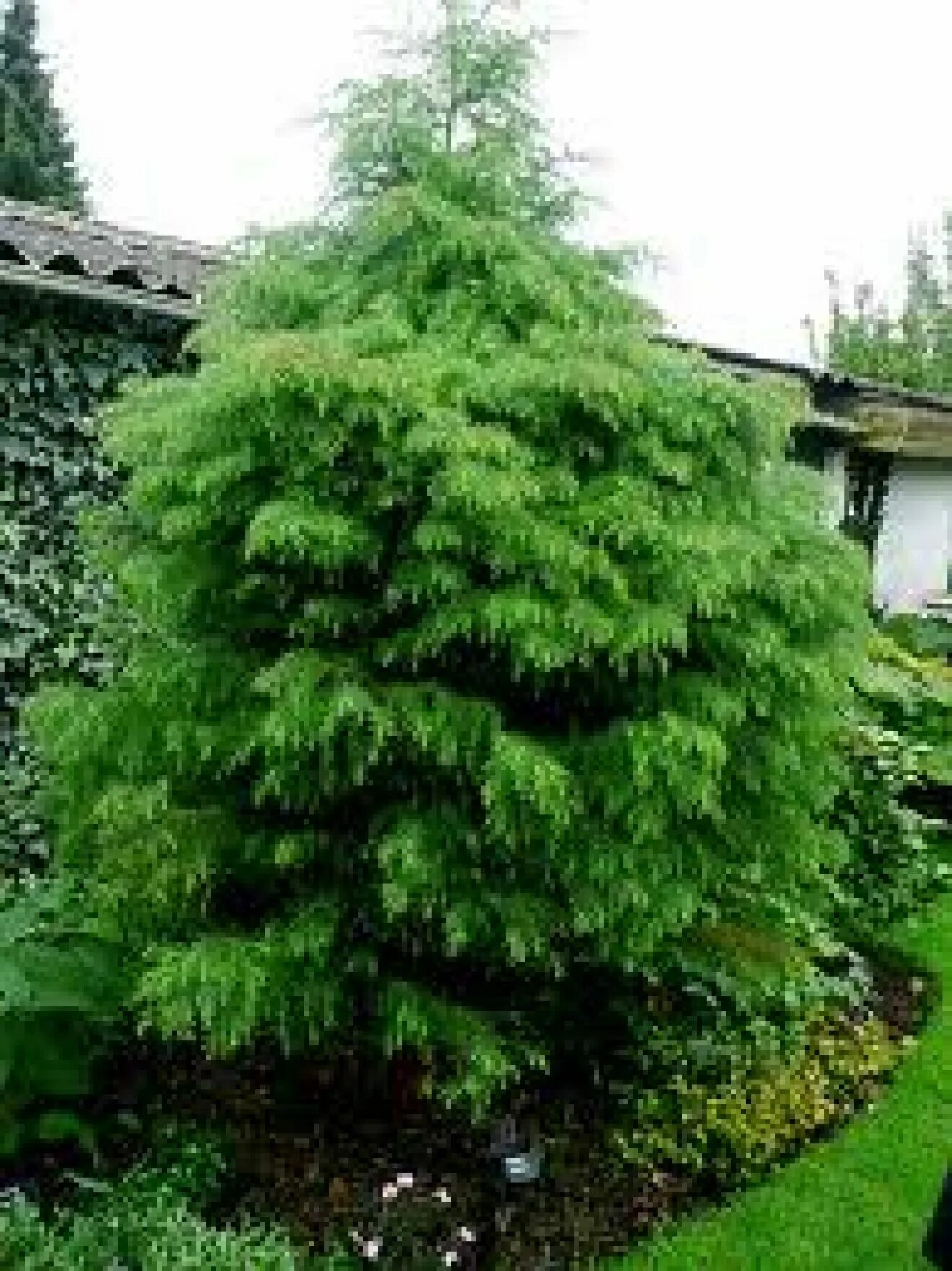 Криптомерия элеганс виридис. Криптомерия японская Элеганс. Cryptomeria japonica 'elegans viridis'. Криптомерия японская стрижка.