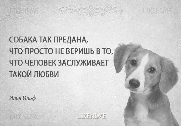 Афоризмы о собаках. Фразы про собак. Собака друг человека цитаты. Высказывания отсобаках. Высказывания о собаках