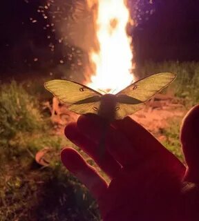 Одинокий мотылëк