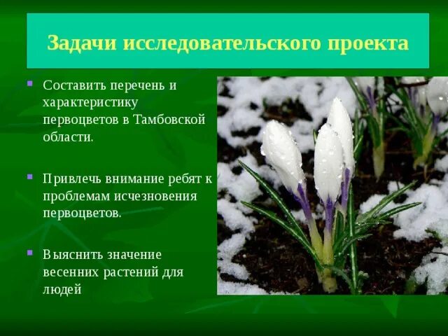 Первоцветы цель. Цели первоцветов. Исчезновение первоцветов. Проект первоцветы. Гипотеза к проекту первоцветы.