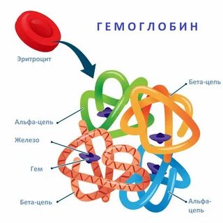Уровни гемоглобина в организме