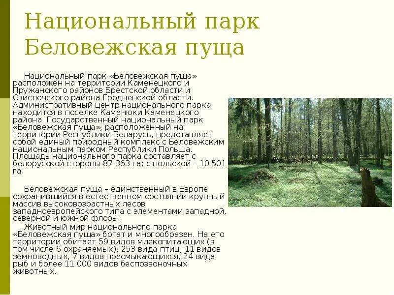 Государственный национальный доклад о состоянии. Беловежская пуща национальный парк. Описание национального парка. Национальные парки Беловежская пуща. Рассказ о Беловежской пуще.