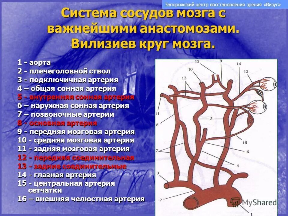 Интракраниальные артерии головного мозга. Анастомозы сонных артерий. Анастомозы внутренней сонной артерии. Анастомозы подключичной артерии. Внутрисистемные венозные анастомозы.