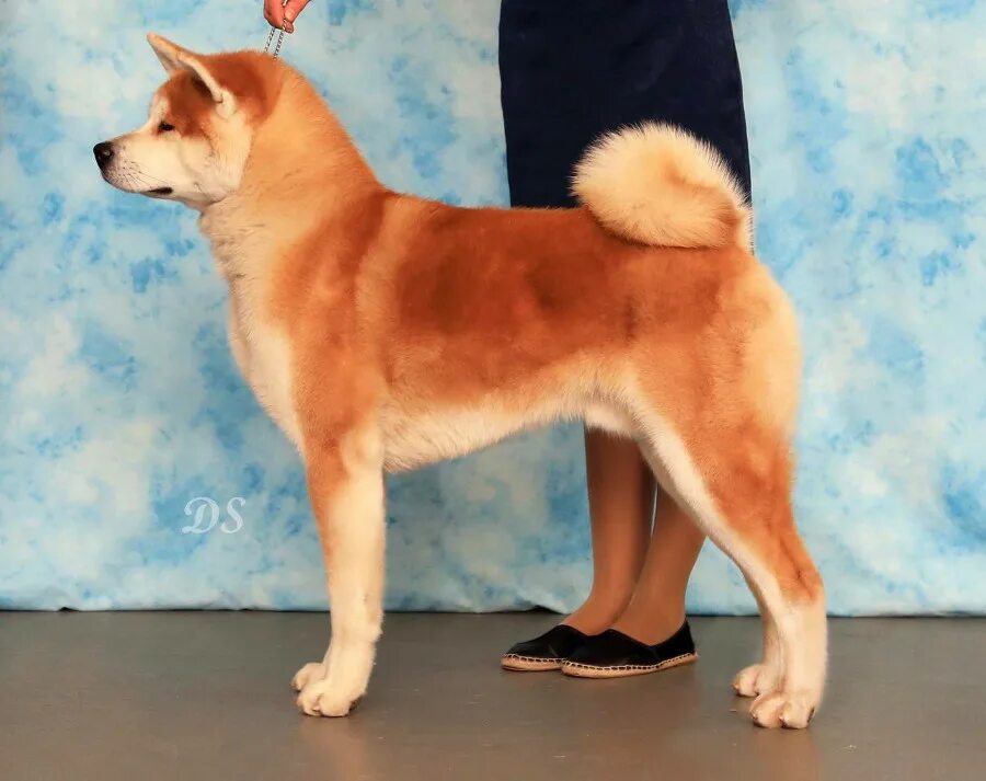 акита в холке. акита в холке. акита в холке. японская акита ину. акита сбоку американская ину.