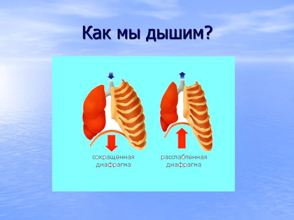 Презентация легкие для детей. Легкие человека доклад для детей. Информация о легких. Легкие сообщение. Презентация легкие для детей.