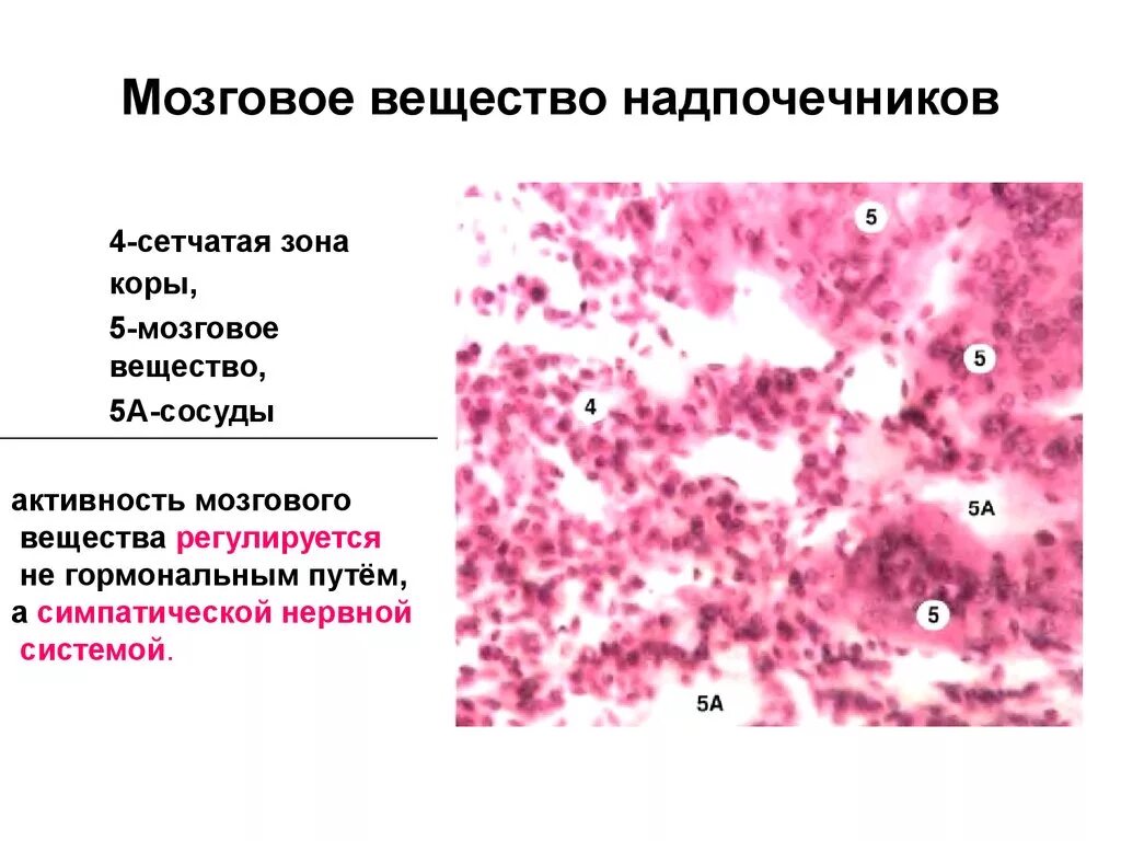 Мозговое вещество надпочечников гистология. Зоны мозгового вещества надпочечников гистология. Гистологические мозгового вещества надпочечника. Гистологическое строение мозгового вещества надпочечников.