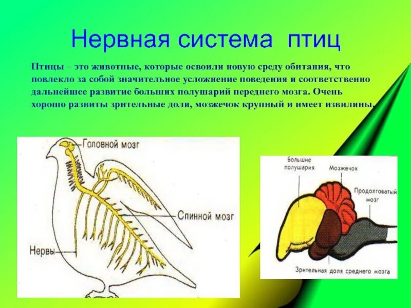 Биология 7 класс нервная система рефлекс инстинкт. Строение нервной системы птиц. Нервная система птиц 7 класс биология. Нервная система птиц схема. Схема нервной системы птицы биология 7 класс.