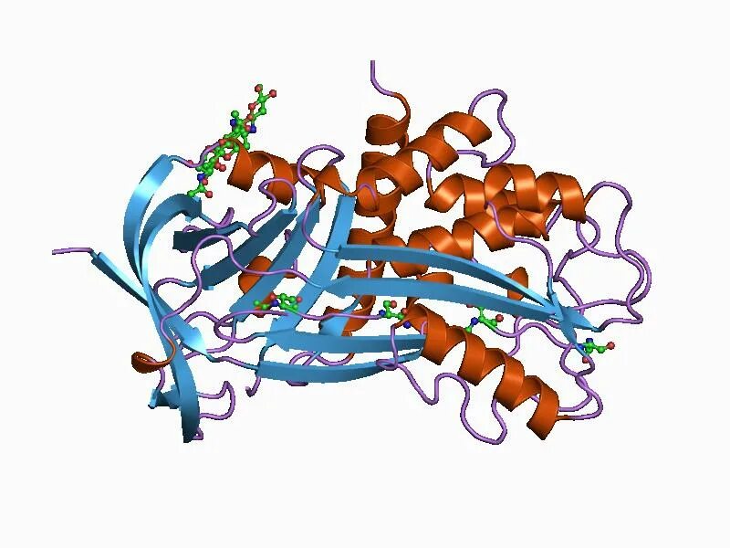 Ген pai 1. Ингибитор активатора плазминогена-1. Ингибитор активатора плазминогена 1 типа. Витронектин строение. Активаторы плазминогена строение.