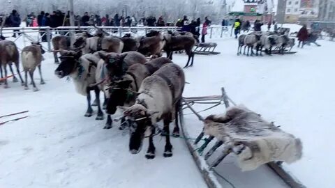 День оленевода воркута