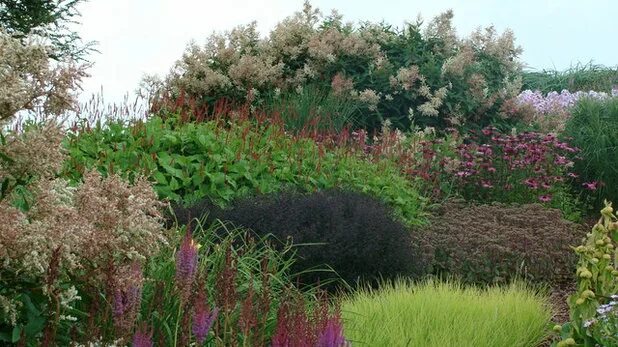 Горец изменчивый в ландшафтном дизайне фото Pin on Border & Cottage Garden Perennials