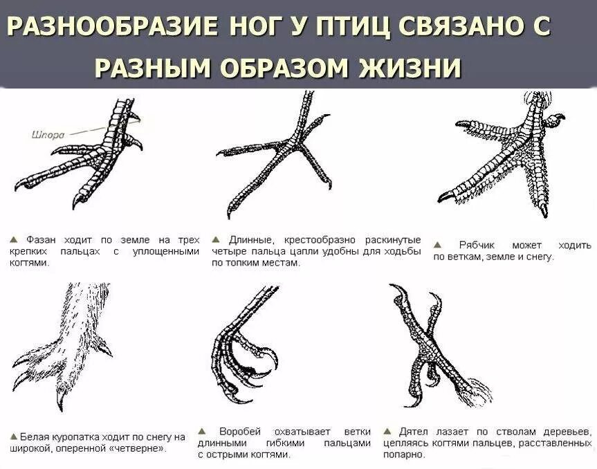 Сколько ног у фазана. Разнообразие конечностей птиц. Строение ноги птицы. Строение конечностей птиц. Строение лапы птицы.