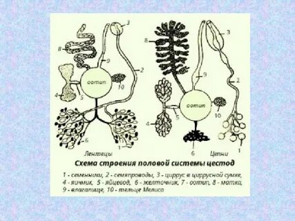 Половая система цепней