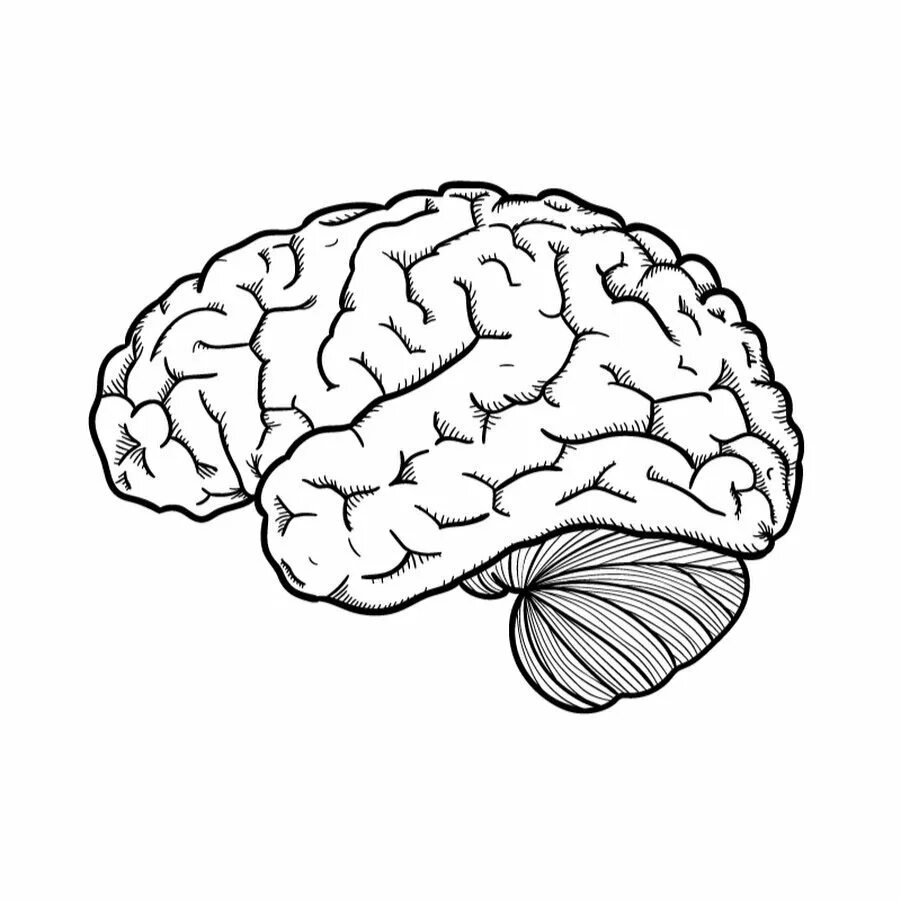 Рисунок мозга легко. Мозг рисунок. Мозг нарисованный. Мозг человека рисунок. Мозг раскраска.
