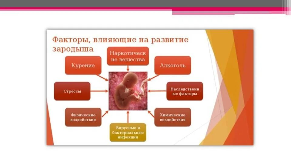 Факторы влияющие на внутриутробное развитие зародыша. Негативные факторы развития эмбриона. Неблагоприятные факторы влияющие на плод.