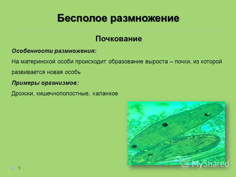 К какому способу размножения относится почкование. Почкование бесполое размножение. Примеры почкования бесполого размножения. Почкование особенности размножения. Почкование пример размножения.