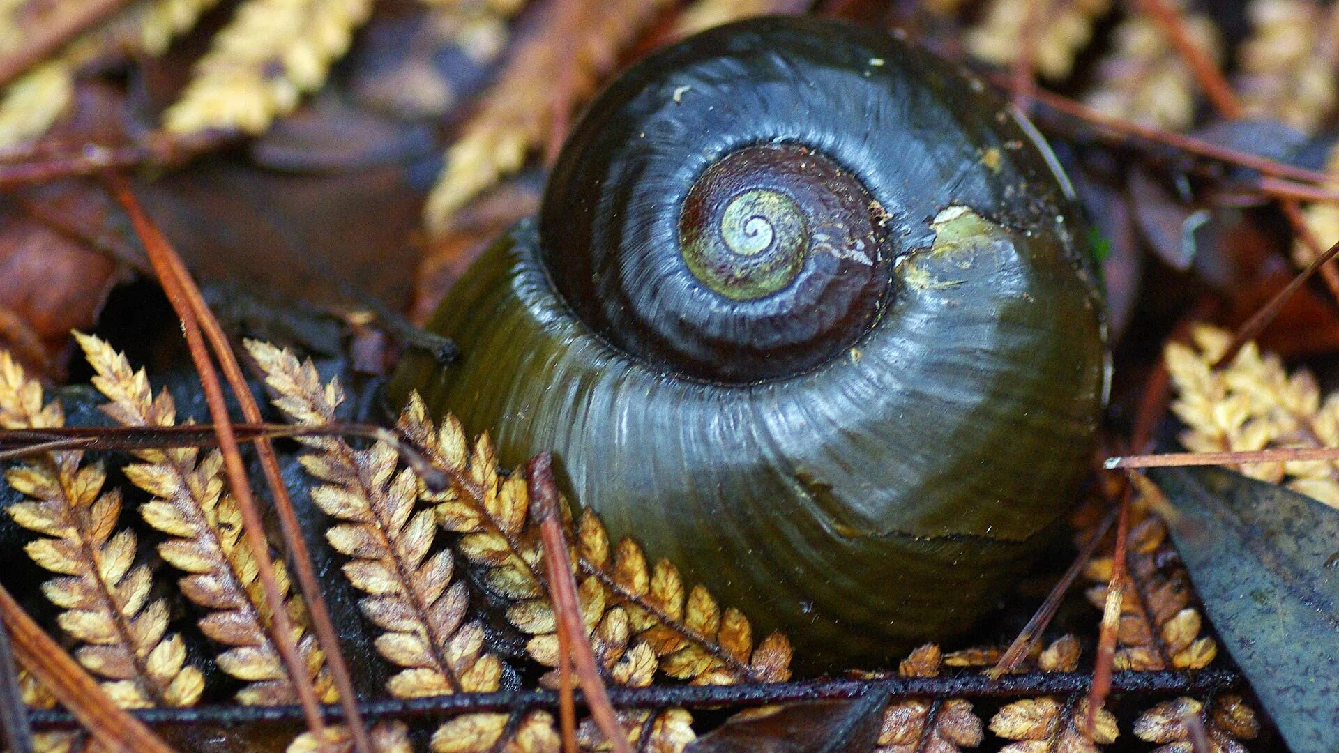 Powelliphanta улитка. Виноградная улитка ареал. Улитка Каури. Редкие улитки.