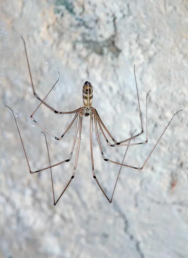 Паук какое царство. Фаланговидный фолькус. pholcus phalangioides паук. фаланговидный фолькус (pholcus phalangioides). паук долгоножка pholcus phalangioides.