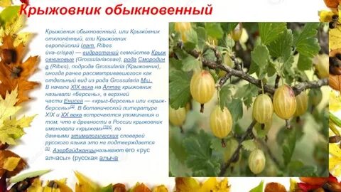 Крыжовник очень кратко
