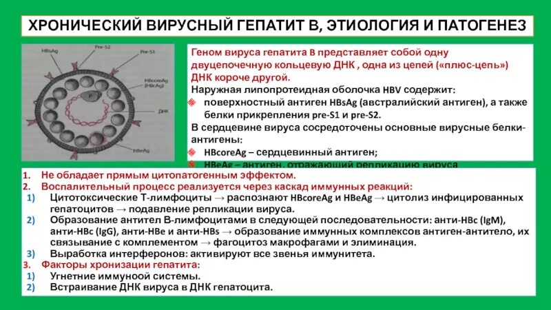 Типы вирусных гепатитов. Этиология вирусных гепатитов. Гепатит с этиология. Патогенез вирусного гепатита в. Патогенез хронического вирусного гепатита.