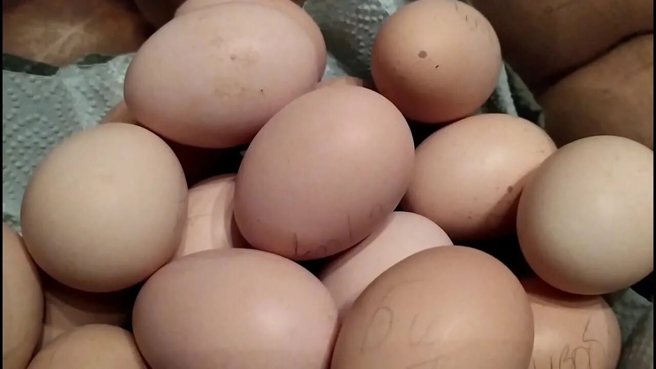 Яйца кур брама. Куры Брама Лаванда. Яйцо инкубационное Брама. Брама Изабель порода кур яйцо.