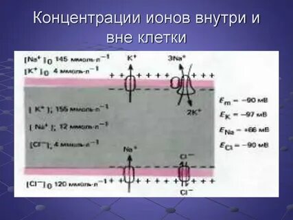 Ионы потенциала покоя