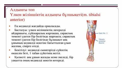 Kope m parus дизайн жобасы